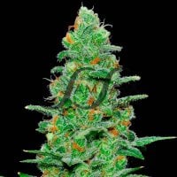 Samsara  Cannabis  Seeds  Crazy  Miss  Hyde  Auto