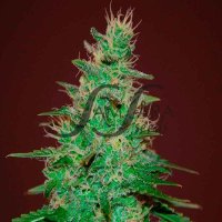 Samsara  Cannabis  Seeds  El  Alquimista  Auto