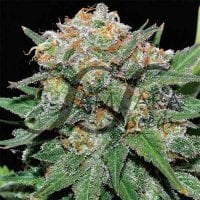 Samsara  Cannabis  Seeds  El  Alquimista