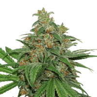 Cannabis  Seedstockers  Cannabis  Seeds  Ak420  Auto