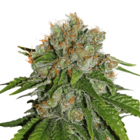 Cannabis  Seedstockers  Cannabis  Seeds  Amnesia  Auto