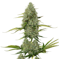 Cannabis  Seedstockers  Cannabis  Seeds  Bcn  Critical  Xxl  Auto