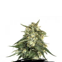 Cannabis Seedstockers Cannabis Seeds Bcn Critical Xxl Fast