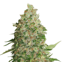 Cannabis Seedstockers Cannabis Seeds Bcn Critical Xxl
