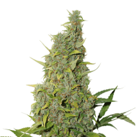 Cannabis Seedstockers Cannabis Seeds Bcn Power Plant