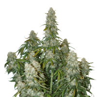 Cannabis  Seedstockers  Cannabis  Seeds  Big  Bud  Auto