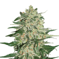 Cannabis  Seedstockers  Cannabis  Seeds  Big  Bud