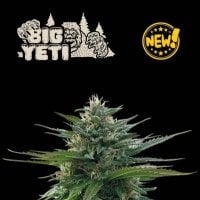 Cannabis  Seedstockers  Cannabis  Seeds  Big  Yeti