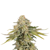 Cannabis  Seedstockers  Cannabis  Seeds  Black  Rainbow  Auto