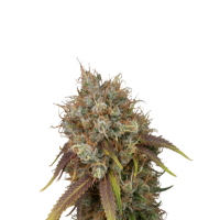 Cannabis  Seedstockers  Cannabis  Seeds  Black  Rainbow