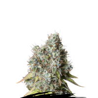 Cannabis  Seedstockers  Cannabis  Seeds  Bruce  Banner  Auto