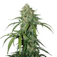 Cannabis  Seedstockers  Cannabis  Seeds  Cbd 1 1  Silver  Lime  Haze  Auto