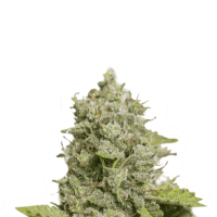 Cannabis  Seedstockers  Cannabis  Seeds  Cbd  Critical  Xxl  Auto