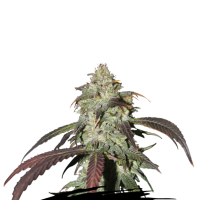 Cannabis Seedstockers Cannabis Seeds Cbd Northern Lights