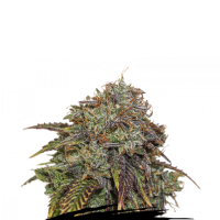 Cannabis Seedstockers Cannabis Seeds Gelato 41 Auto