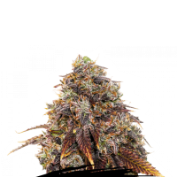 Cannabis Seedstockers Cannabis Seeds Gelato 41