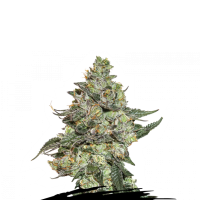 Cannabis  Seedstockers  Cannabis  Seeds  Girl  Scout  Cookies  Auto