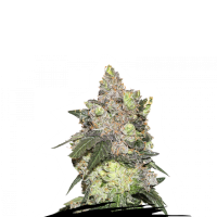 Cannabis Seedstockers Cannabis Seeds Girl Scout Cookies