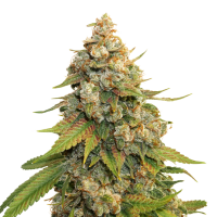 Cannabis Seedstockers Cannabis Seeds Golden Lemon Haze