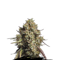 Cannabis Seedstockers Cannabis Seeds Gorilla Cookies Auto