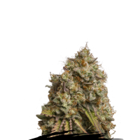Cannabis Seedstockers Cannabis Seeds Gorilla Cookies