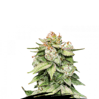 Cannabis Seedstockers Cannabis Seeds Gorilla Glue Auto