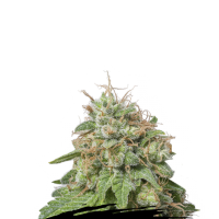 Cannabis  Seedstockers  Cannabis  Seeds  Green  Crack  Auto