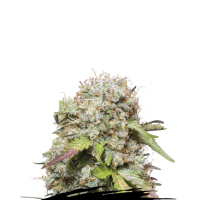 Cannabis  Seedstockers  Cannabis  Seeds  Jack  Herer  Auto