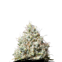 Cannabis Seedstockers Cannabis Seeds Jack Herer