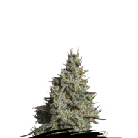 Cannabis  Seedstockers  Cannabis  Seeds  Moby  Dick  Auto