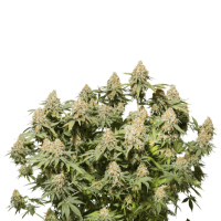 Cannabis  Seedstockers  Cannabis  Seeds  Moby  Dick