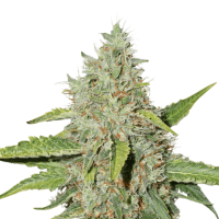 Cannabis  Seedstockers  Cannabis  Seeds  Northern  Lights  Auto