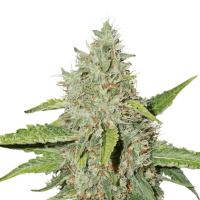 Cannabis Seedstockers Cannabis Seeds Northern Lights