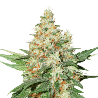 Cannabis  Seedstockers  Cannabis  Seeds  O  G  Kush  Auto