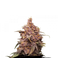 Cannabis Seedstockers Cannabis Seeds Purple Punch