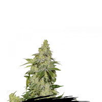 Cannabis  Seedstockers  Cannabis  Seeds  Sherbet  Auto