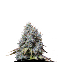 Cannabis Seedstockers Cannabis Seeds Sour Diesel