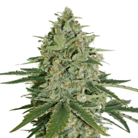 Cannabis Seedstockers Cannabis Seeds Super Skunk
