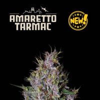 Cannabis  Seedstockers  Cannabis  Seeds  Superior  Amaretto  Tarmac  Auto