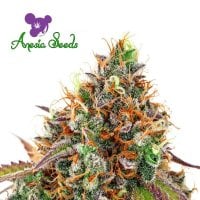 Cannabis  Seedstockers  Cannabis  Seeds  Superior  Amaretto  Tarmac