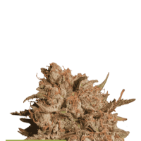 Cannabis  Seedstockers  Cannabis  Seeds  Superior  Apollo  Black  Cherry  Auto