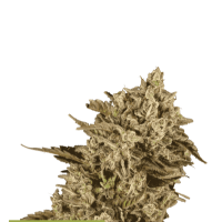 Cannabis Seedstockers Cannabis Seeds Superior Apollo Black Cherry