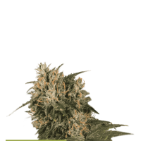 Cannabis Seedstockers Cannabis Seeds Superior Blackberry Gum