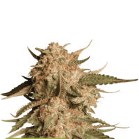 Cannabis  Seedstockers  Cannabis  Seeds  Superior  Blue  Moby  Auto