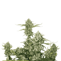 Cannabis  Seedstockers  Cannabis  Seeds  Superior  Candy  Dawg  Auto