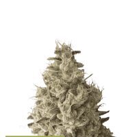 Cannabis  Seedstockers  Cannabis  Seeds  Superior  Mack  And  Crack  Auto