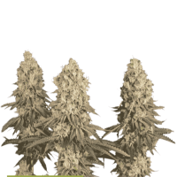 Cannabis Seedstockers Cannabis Seeds Superior Mack And Crack