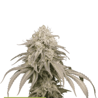 Cannabis  Seedstockers  Cannabis  Seeds  Superior  Mandarin  Panties  Auto