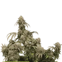 Cannabis Seedstockers Cannabis Seeds Superior Mandarin Panties