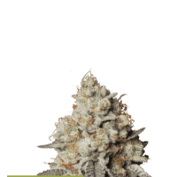 Cannabis  Seedstockers  Cannabis  Seeds  Superior  Panty  Punch  Auto